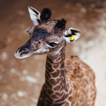 Baby giraffe born at Cleveland Metroparks Zoo